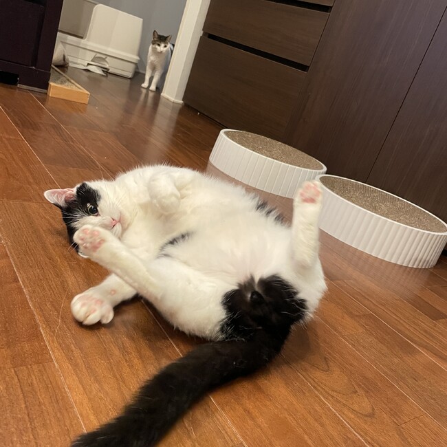 三毛猫七味のカバー写真