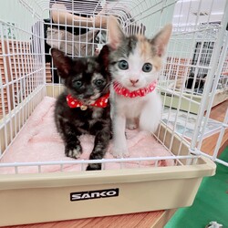 第174回　にゃん☆ぴーす猫譲渡会