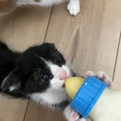 第174回　にゃん☆ぴーす猫譲渡会 サムネイル2