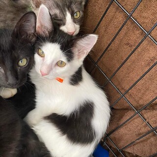 ハチワレ美猫♡キアラちゃん