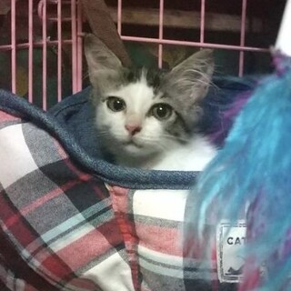 可愛さ満点プリシラちゃん