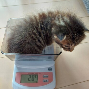 職場近くで保護してから来月で1年…