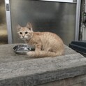 おとなしい　ふわ茶トラ　男の子