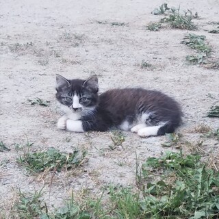 少しビビり　薄い黒白女の子