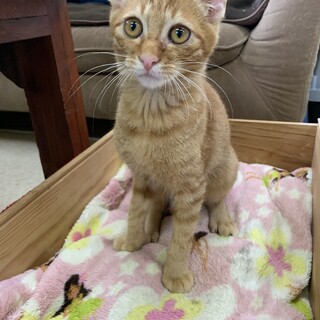 優しいゆずくん♂茶トラ