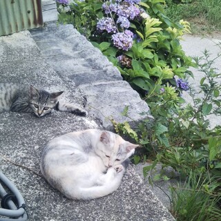 さわやかな　パステル三毛