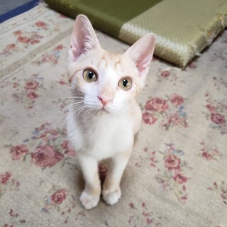 茶白のかぼす♂スリゴロ甘えん坊