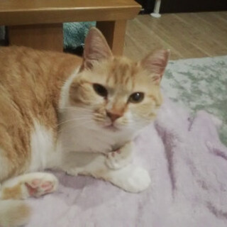 成猫、エイズ、慣れていない・・・でも