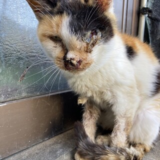 過酷な環境で頑張った子（エイズキャリア）