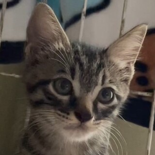 子猫、1.5ヵ月黒キジちゃんです、