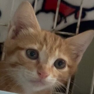 子猫、1.5ヵ月茶トラちゃんです、