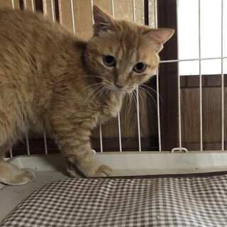 おっとりした茶トラの女の子