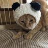 おっとりした茶トラの女の子 サムネイル2