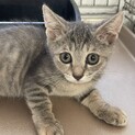 ちょっと怖がりなハニーちゃん