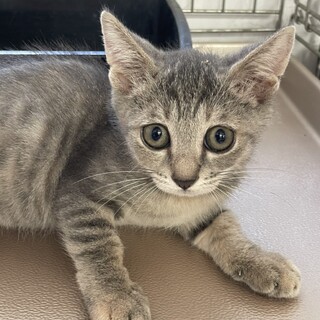 ちょっと怖がりなハニーちゃん