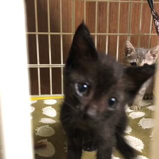 可愛い黒猫メイプルちゃん