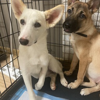 多頭飼育崩壊よりレスキュー✴︎メリーちゃん