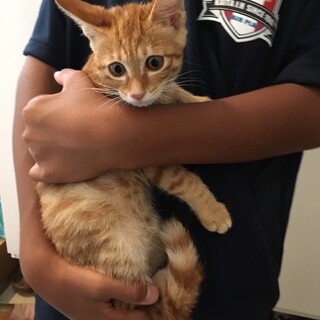 めずらしい茶トラの女の子♀