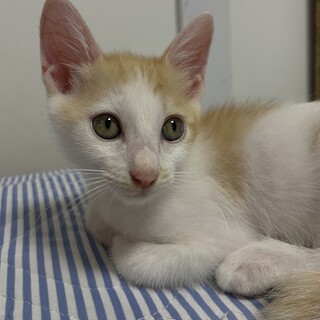 【そでか】おかげさまで里親さまが決まりました！