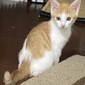 【ぎおん】おかげさまで里親様が決まりました。