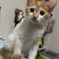 【ふっつ】おかげさまで里親様が決まりました。