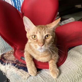 可愛い茶トラの女の子　甘えん坊のかりんちゃん