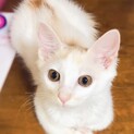 【わたがし】おかげさまで里親様が決まりました。
