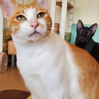 梅太郎①(更新済)