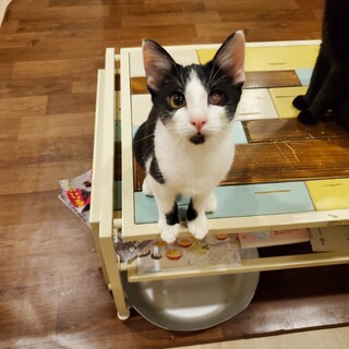 遊ぶのだーい好きハチワレ梅くん♂️