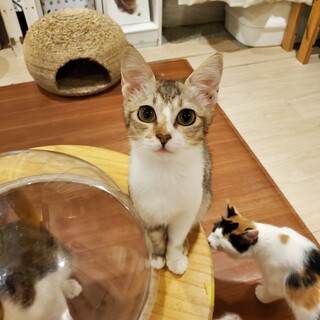 可愛いが溢れてるみぃちゃん♀️