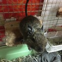 里親様見つかりました。デグー1歳　男の子