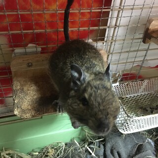 里親様見つかりました。デグー1歳　男の子