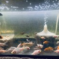 金魚　稚魚　3-5cm  色形ミックス
