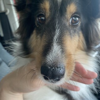 シェルティの女の子