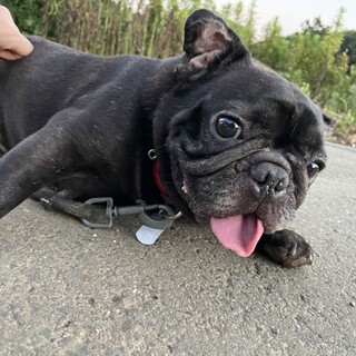 繁殖犬引退の為里親募集します