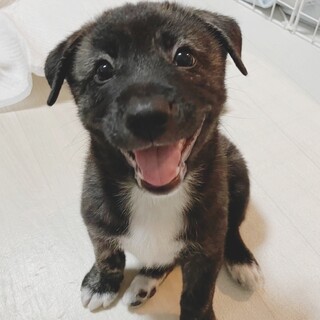 おちゃめな夏萌(なつめ)ちゃん♥️野犬にも家族を