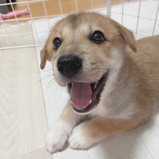 たれ目の夏蔵(かぐら)くん♥️野犬にも家族を