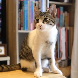 人馴ればっちり★垂れ目イケメン子猫のめーちゃん♂