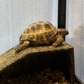 ロシアリクガメ 4歳