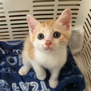 募集停止⭐️男子茶白太郎