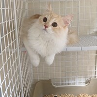 ひのき
