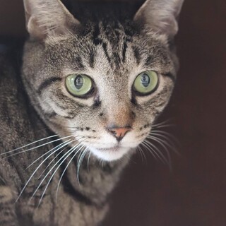 キジトラ ジュピターちゃん 里親様募集