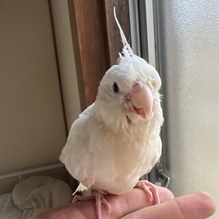オカメインコアルビノ里親募集