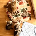 人間大好き甘えん坊幼母猫&子猫達♡2匹〜お迎え条件