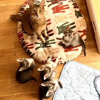 人間大好き甘えん坊幼母猫&子猫達♡2匹〜お迎え条件