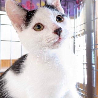 美猫の甘えたがりやさん白黒女の子♥ぴあ