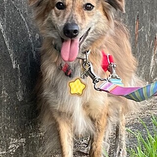 穏やかで愛らしいモフモフ男子ミック