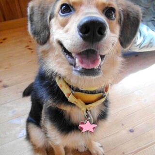  好奇心旺盛、元気で遊び好きな男の子サーブ