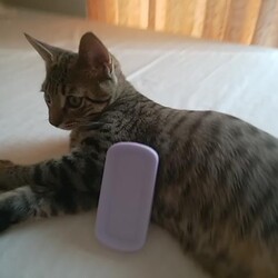 「トラビス保護日記11」サムネイル1