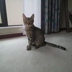 「トラビス保護日記11」サムネイル2